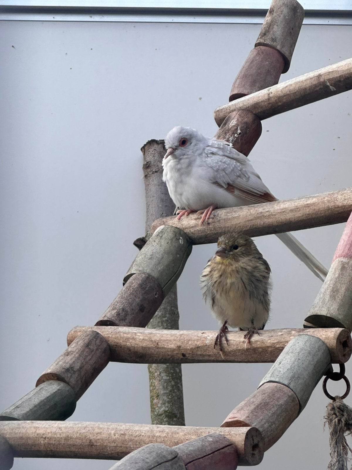 Diamant duif, Dieren en Toebehoren, Vogels | Overige Vogels, Vrouwelijk