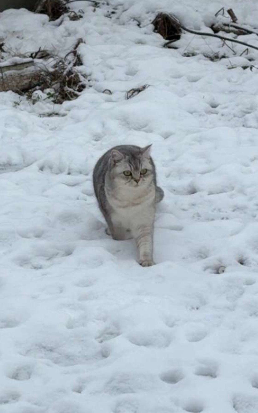 Kat, Poes, Kortharig, 0 tot 2 jaar