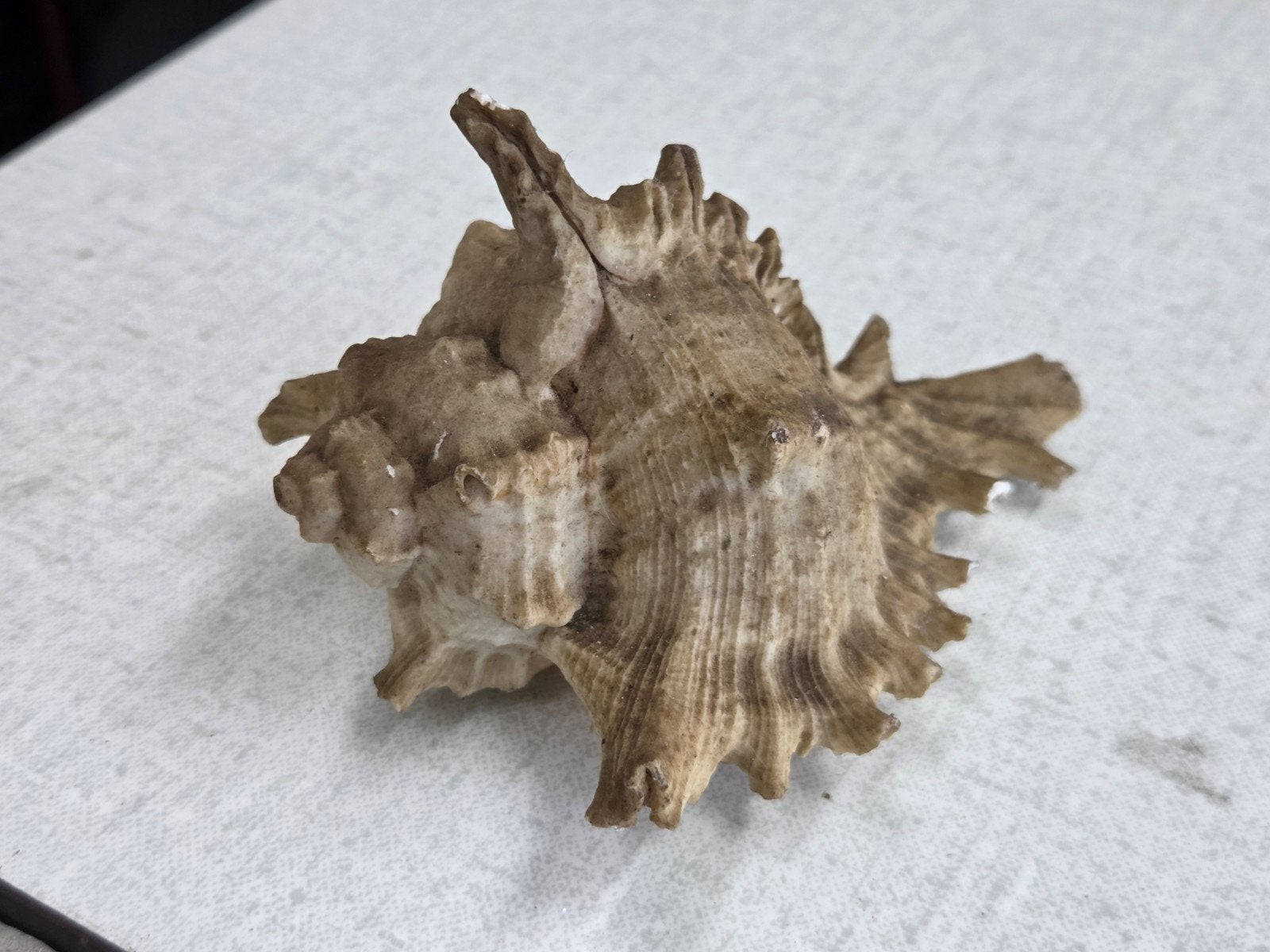 Unieke decoratieve zeeschelp - Natuurlijke schoonheid