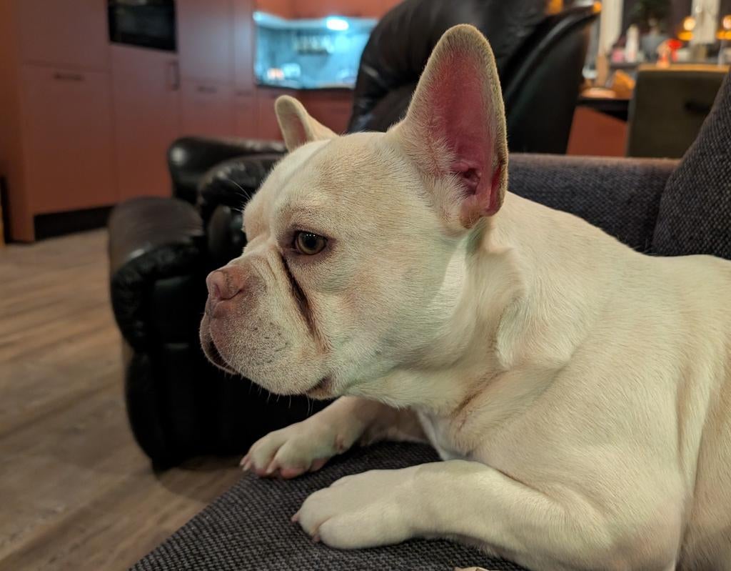 franse bulldog dekreu, te huur voor een uur,   of te koop, Dieren en Toebehoren, Parvo, Reu, 1 tot 2 jaar, Eén hond