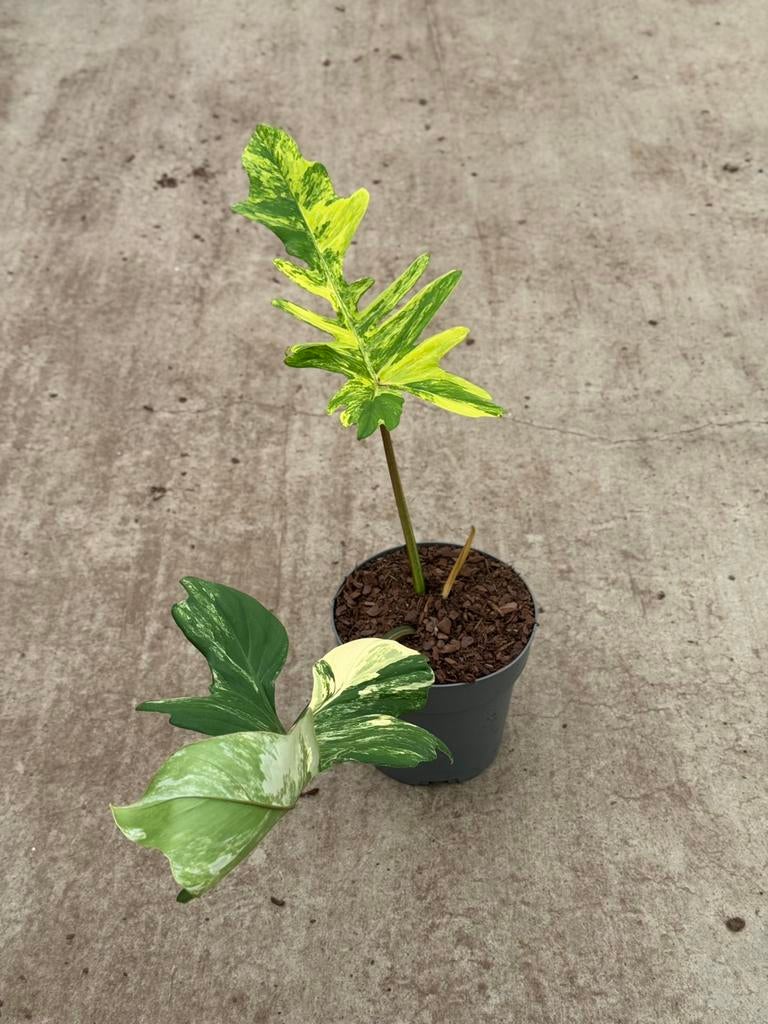 Philodendron Florida Beauty X Mayoi Variegata, Huis en Inrichting, Ophalen of Verzenden, Halfschaduw, Minder dan 100 cm