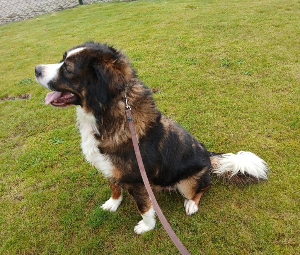 Sint bernard gekruist met berner sennen.  Teef, Dieren en Toebehoren, Honden | Niet-rashonden, Parvo, 1 tot 2 jaar, Teef, Eén hond