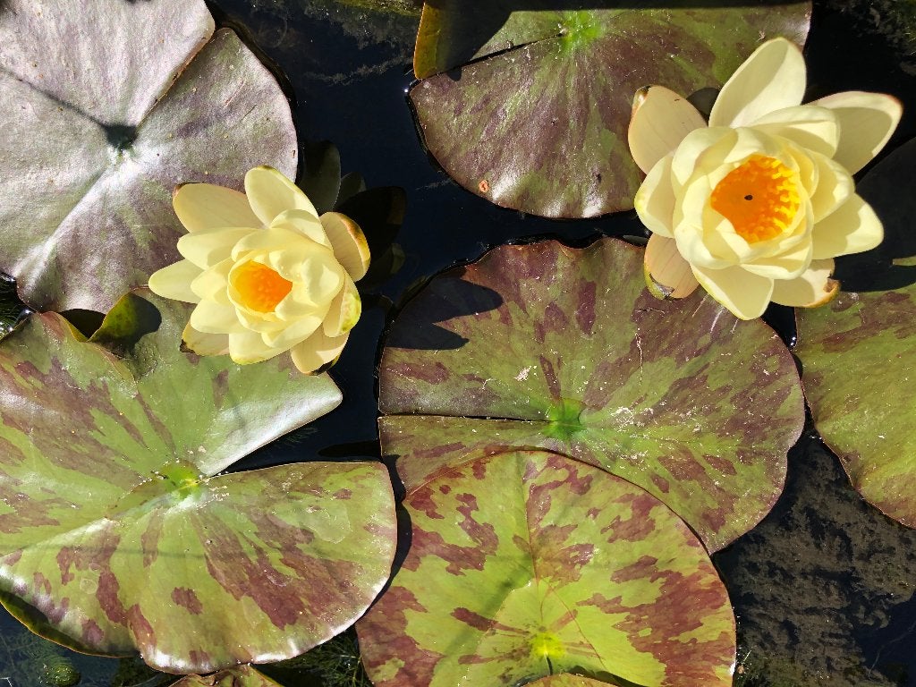 Waterlelie zacht geel (Nymphaea “ Marliacea Chromat”), Ophalen
