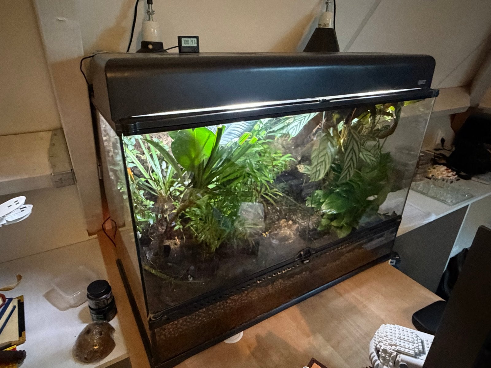 Compleet en goed draaiend terrarium met 4 gifkikkers, Ophalen, Zo goed als nieuw, Terrarium of Paludarium