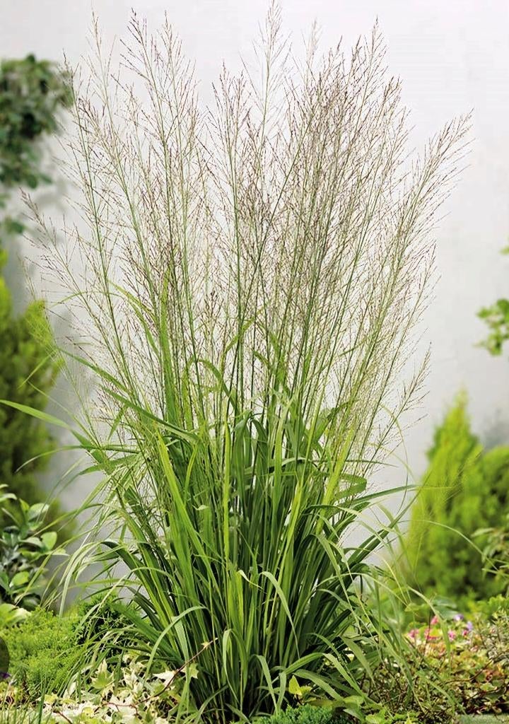 Molinia arundinacea transparent, Tuin en Terras, Ophalen, Volle zon, Vaste plant, Siergrassen