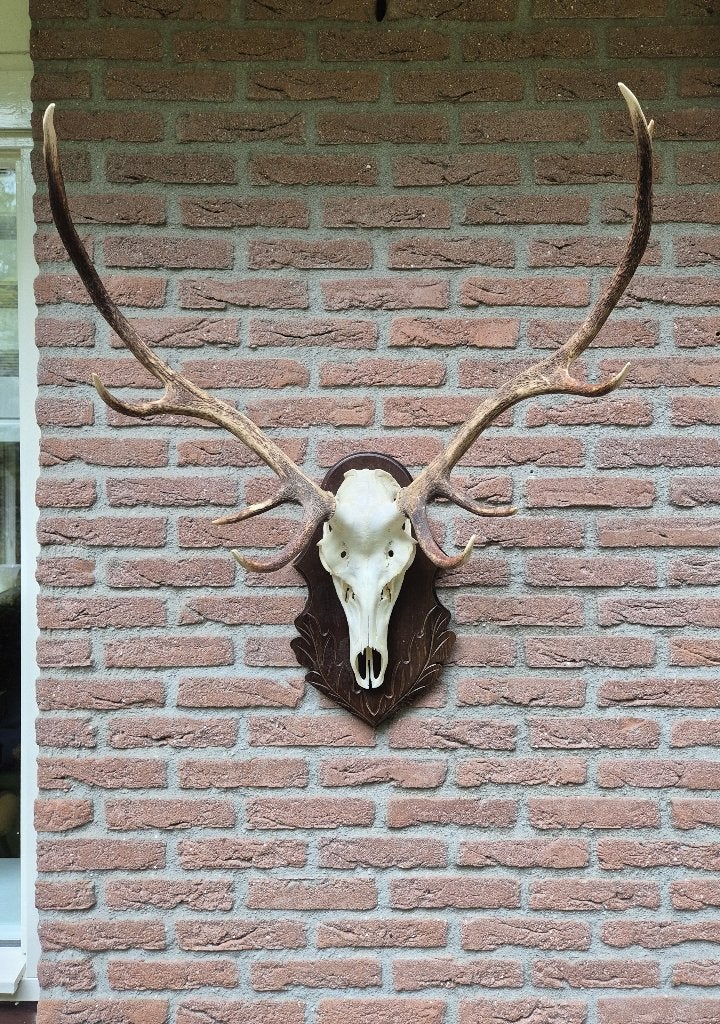 Groot gewei op donker bewerkt schild - Warme uitstraling a31, Ophalen, Zo goed als nieuw, Hert, Gewei of Kop