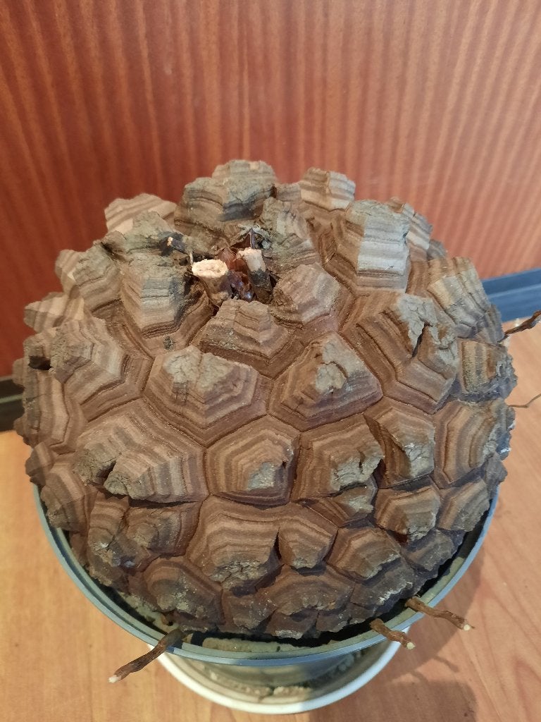 Dioscorea elephantipes XXL 18cm Caudex, plant, succulent, Verzenden, Halfschaduw, Minder dan 100 cm
