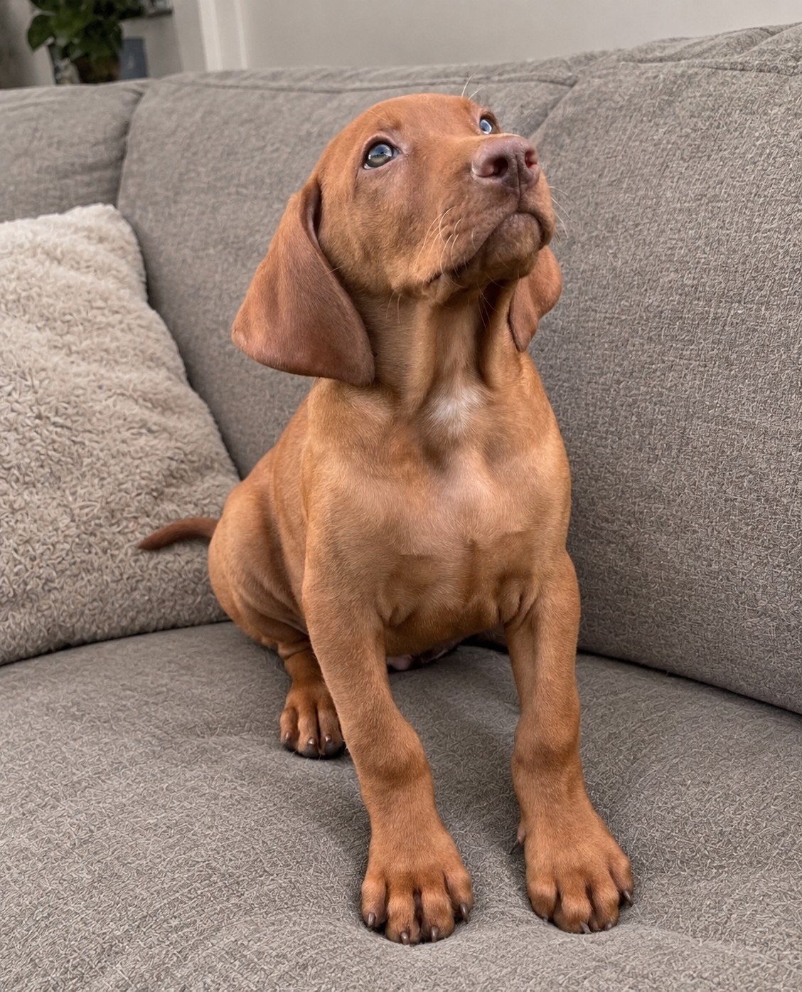 magyar viszla pup, Dieren en Toebehoren, 8 tot 15 weken, Teef, Eén hond, Nederland