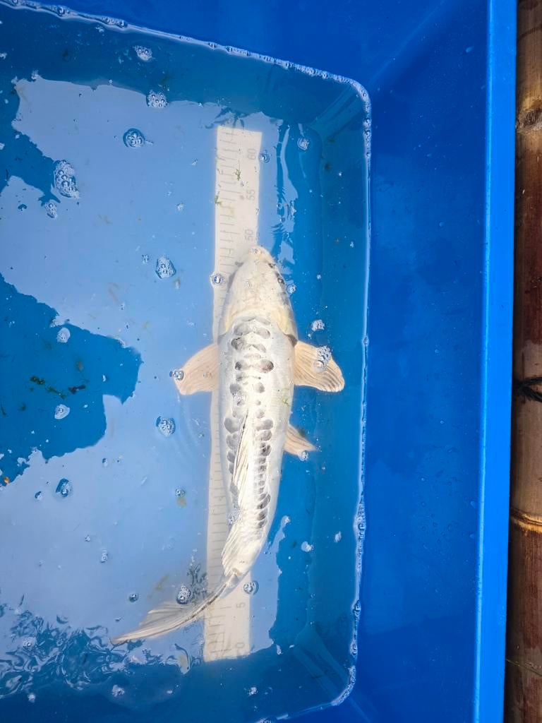 Mooie koi van ca 50cm, Karper of Koi