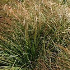 Carex testacea Prairie Fire- Oranje Zegge, Ophalen, Volle zon, Vaste plant, Siergrassen