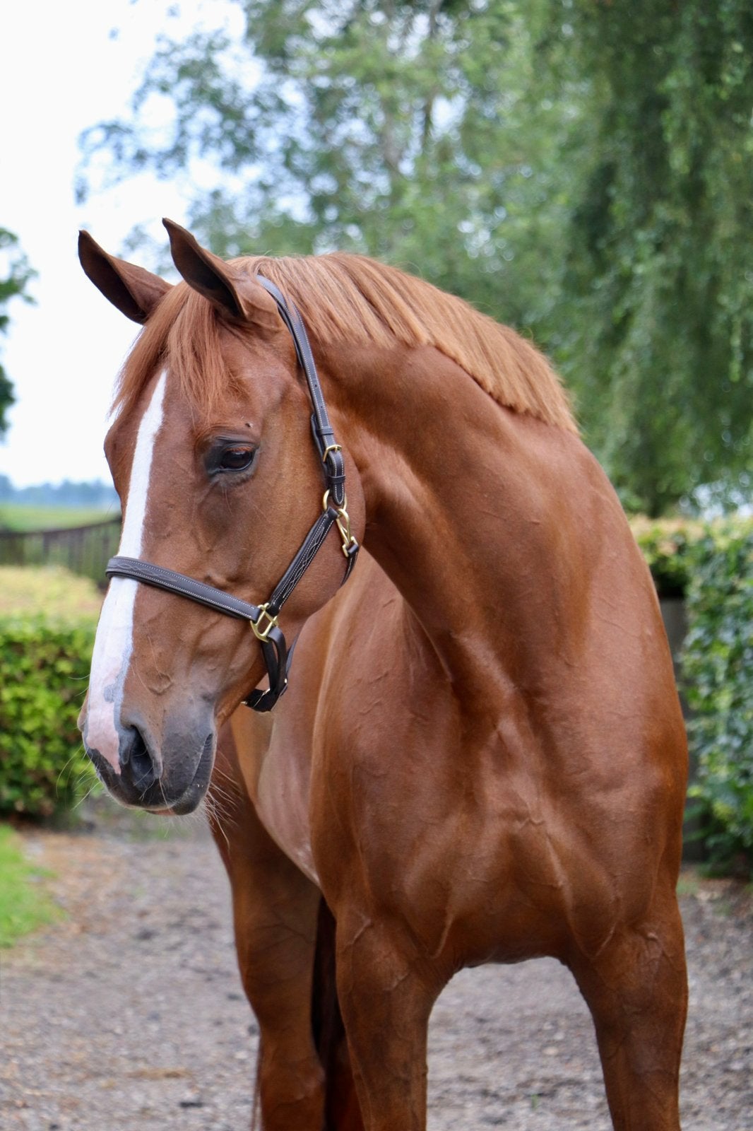 Heerlijke 7j allround merrie, goed lijntje!, Dieren en Toebehoren, Paarden, Merrie, Springpaard, Met stamboom, 170 tot 175 cm