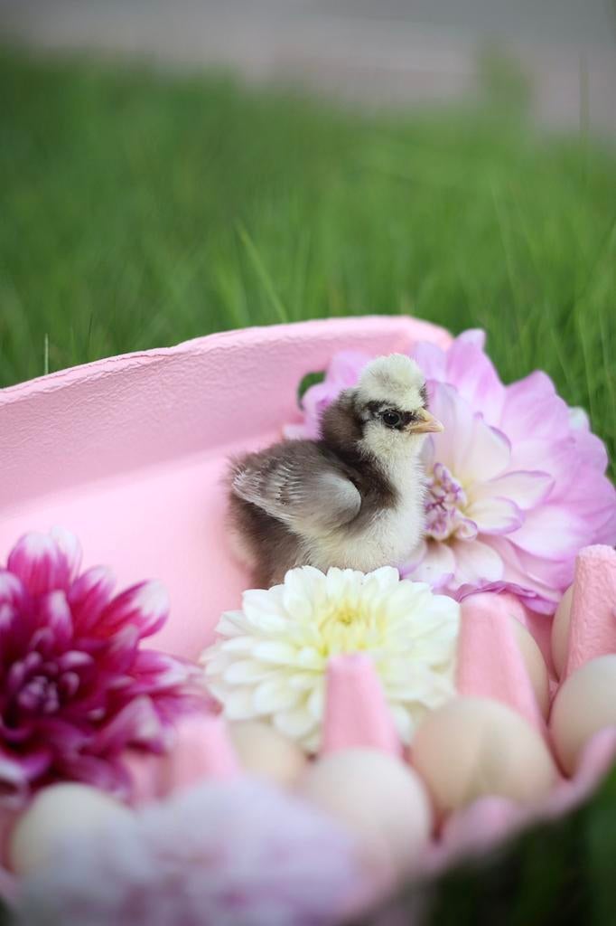 🐣 Kuikens van verschillende rassen 🐣, Dieren en Toebehoren, Pluimvee, Geslacht onbekend, Kip
