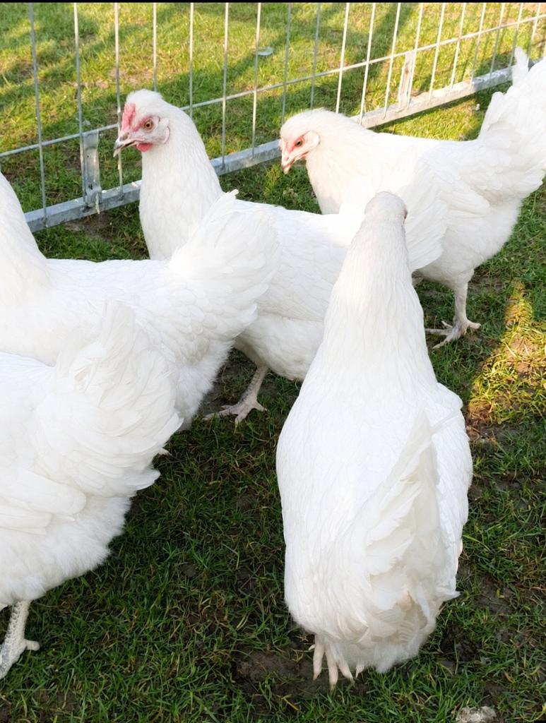 Ik verkoop kippen, Dieren en Toebehoren, Pluimvee, Vrouwelijk, Kip