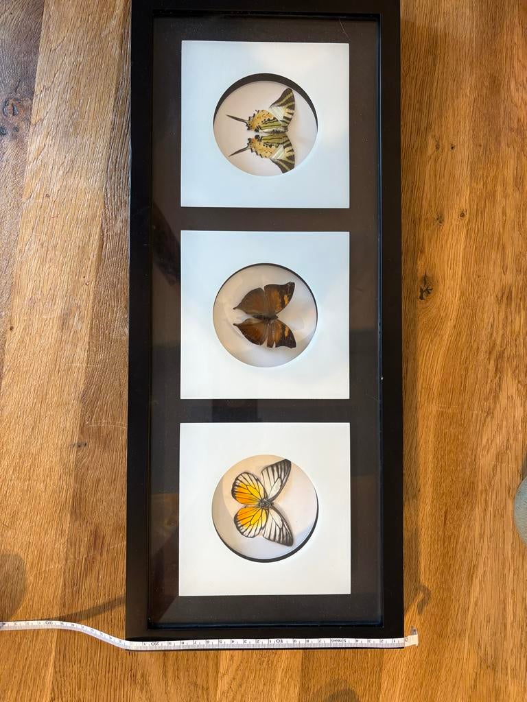 Lijst met 3 opgezette vlinders - Decoratief object, Huis en Inrichting, Ophalen of Verzenden, Zo goed als nieuw