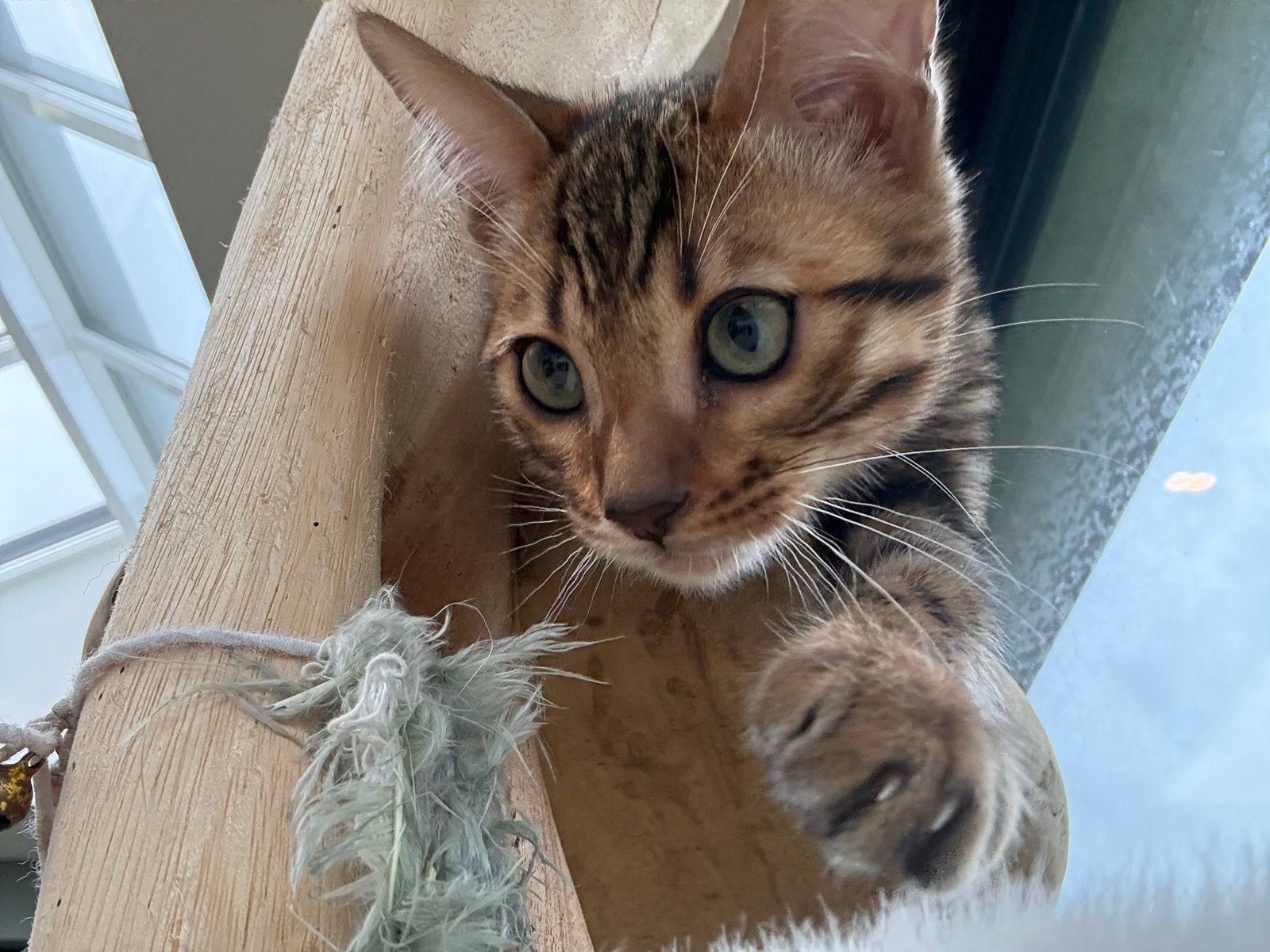 Bengaal kitten kater met stamboom ouders getest, Dieren en Toebehoren, Kater, Met stamboom, 0 tot 2 jaar