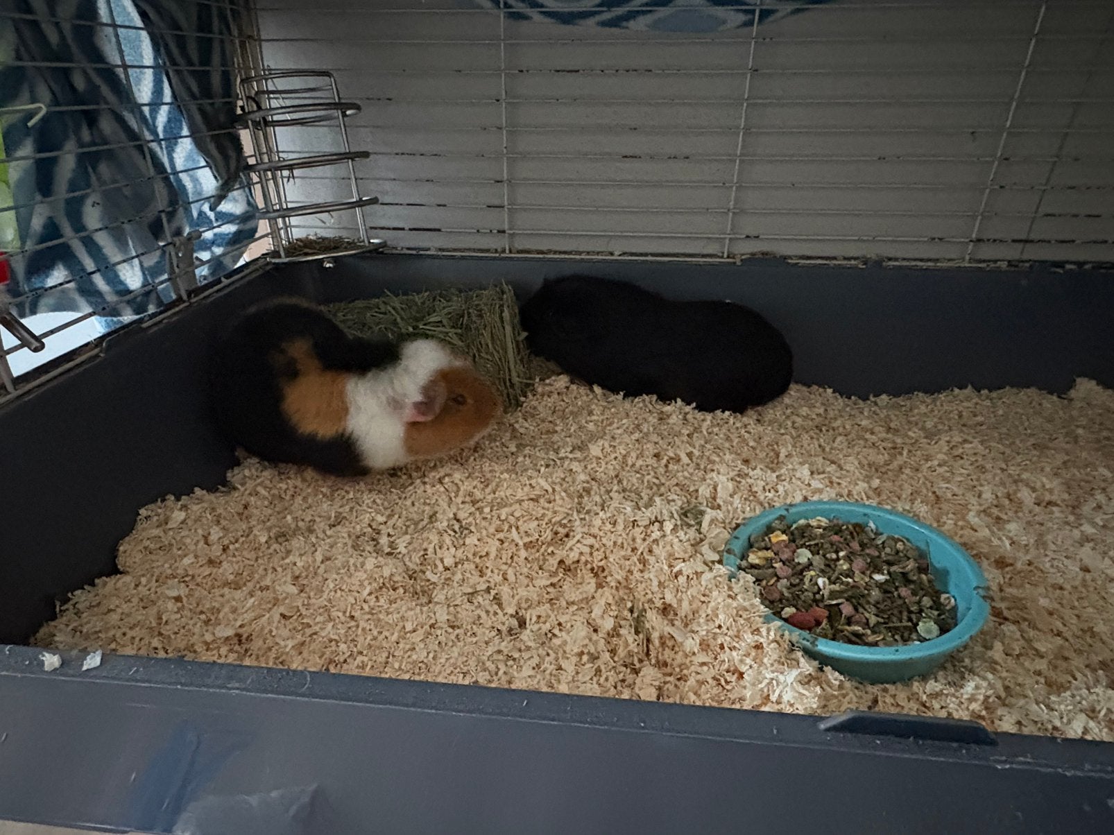 2 Cavia Beertjes, Minder dan 60 cm, Kooi, Ophalen of Verzenden, Zo goed als nieuw
