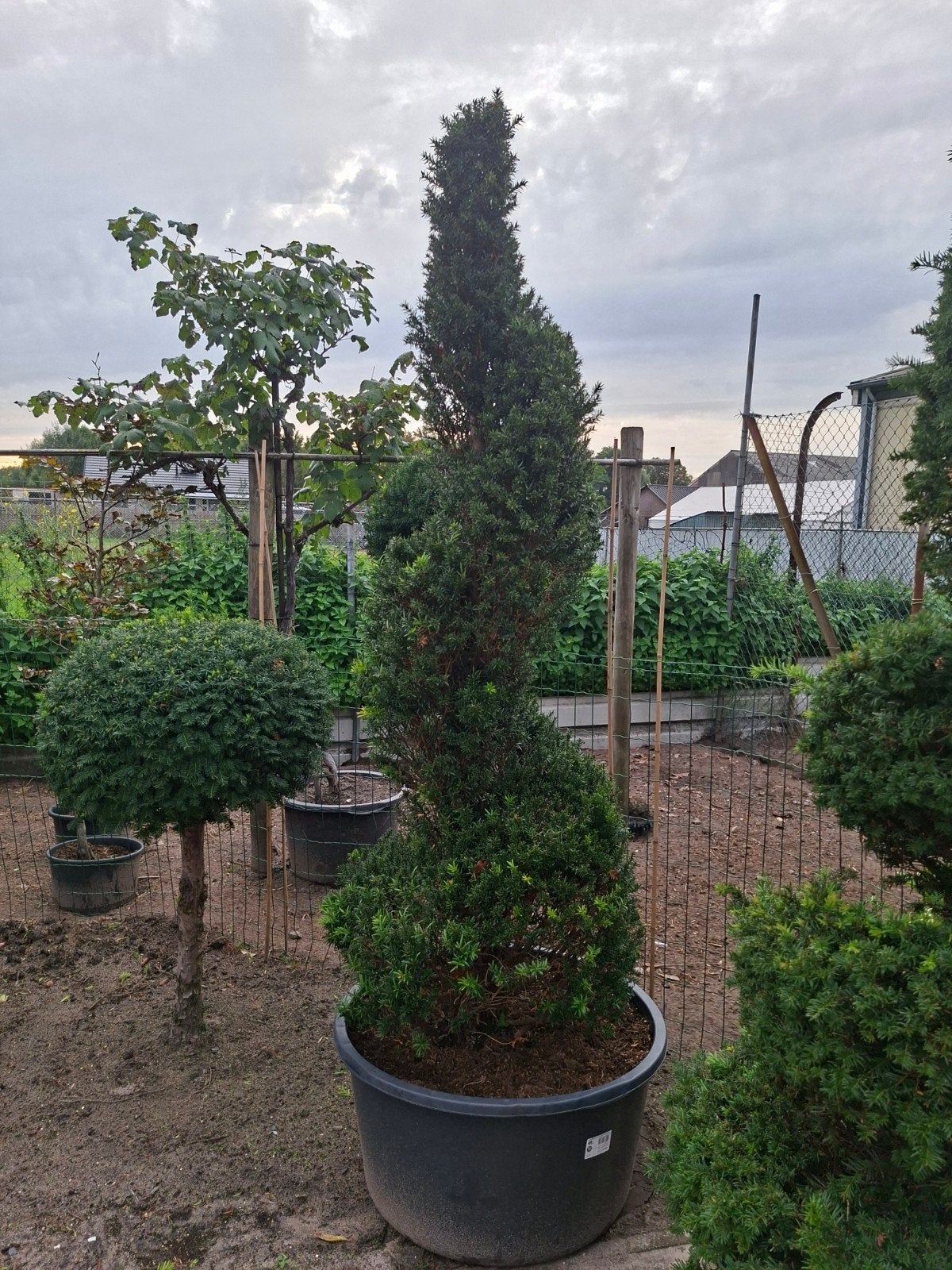 Taxus spiraal boom - 180cm hoog, Volle zon, Vaste plant, Bloeit niet, Ophalen