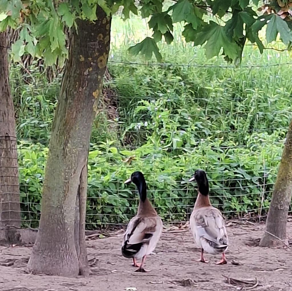 Woerden legeenden, Dieren en Toebehoren, Pluimvee, Mannelijk, Eend