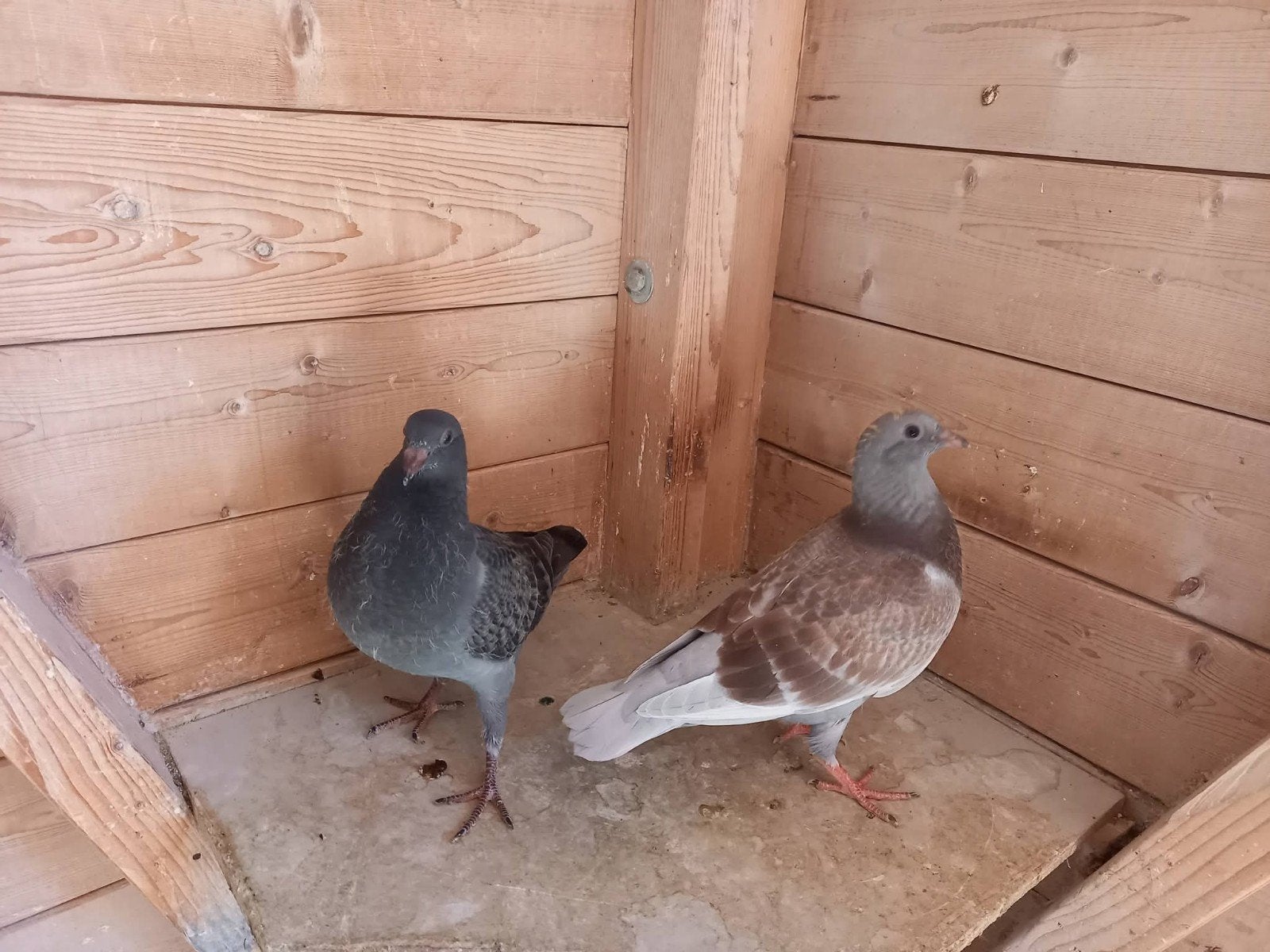 sierduifjes, Dieren en Toebehoren, Vogels | Duiven