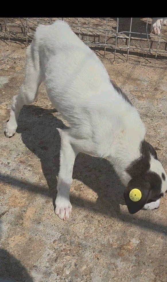 lieve, blinde fleur ter adoptie!, Dieren en Toebehoren, Particulier, 8 tot 15 weken, Buitenland, Teef