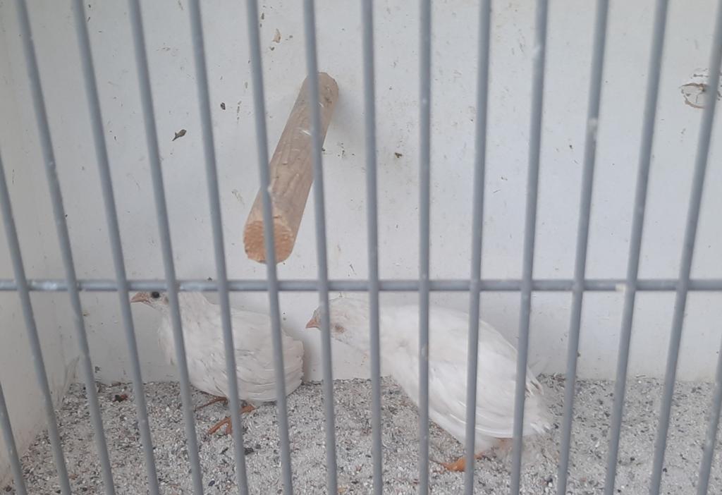 Koppel chinese dwerg kwartels, Meerdere dieren, Tropenvogel