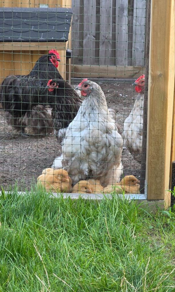 Broedeieren Orpington groot zwart gezoomd en Buff, Dieren en Toebehoren, Pluimvee, Geslacht onbekend, Kip
