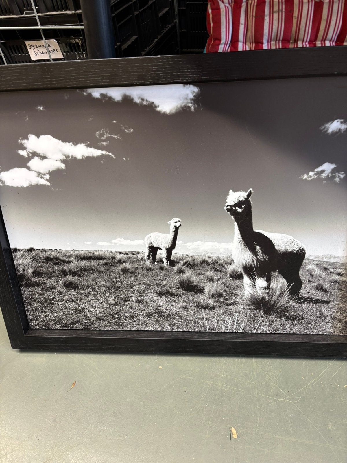 Alpaca foto’s, Ophalen, Gebruikt
