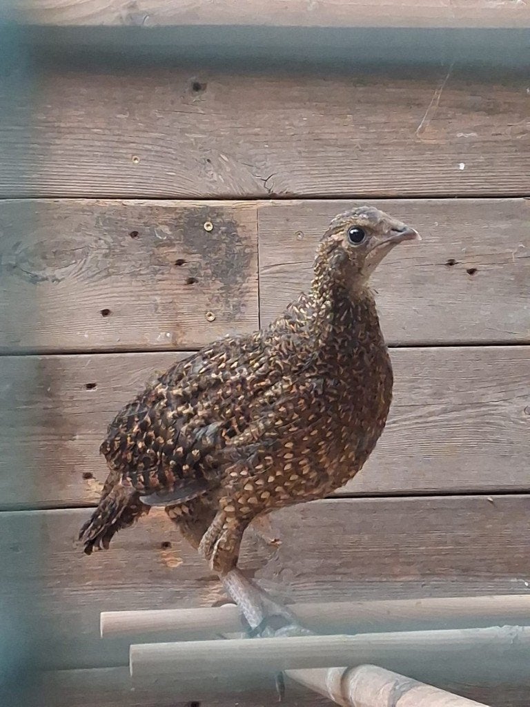 satyrtrachopaan, Dieren en Toebehoren, Vrouwelijk, Geringd