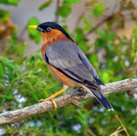 Pagodespreeuwen, Meerdere dieren, Wildzangvogel, Geringd