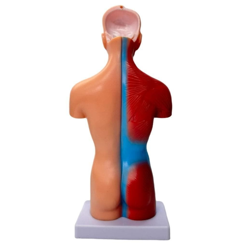 Menselijk Torso Model 28 cm - Anatomie Afneembare, Diversen, Westerndeco, Nieuw, Ophalen of Verzenden, Info@westerndeco.nl