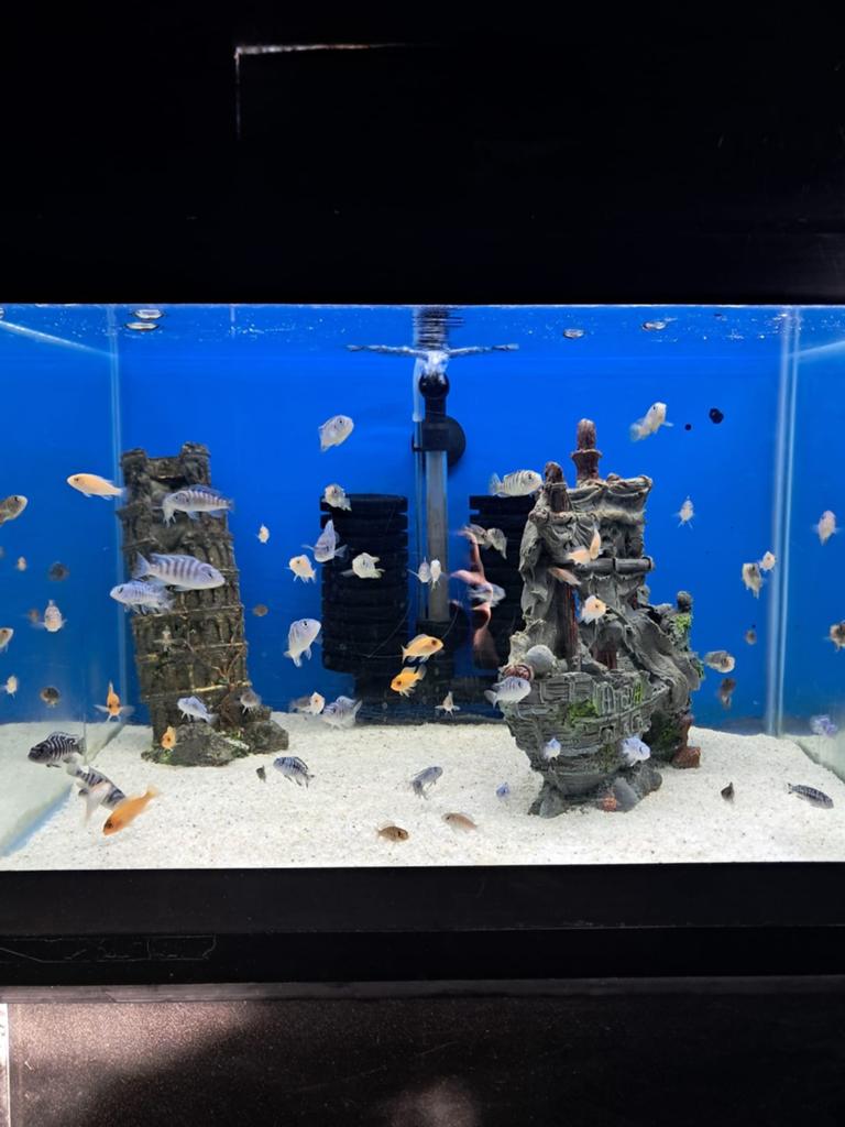 Malawi cichliden, Dieren en Toebehoren, Vissen | Aquariumvissen, Vis