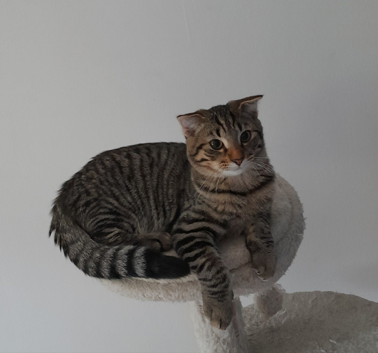 LIEVE KITTENS ZOEKEN SNEL EEN GOED THUIS Prijs bespreekbaar, Dieren en Toebehoren, Katten en Kittens | Raskatten | Korthaar, Meerdere dieren