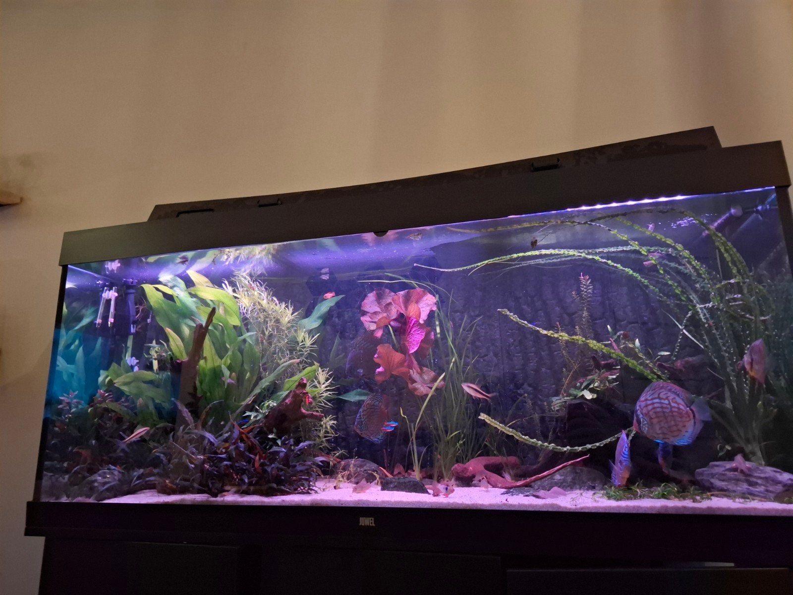 aquariumplanten stekken, sterrenkruid, ambullia, cryptos,, Ophalen, Nieuw, Plant(en), Steen of Hout