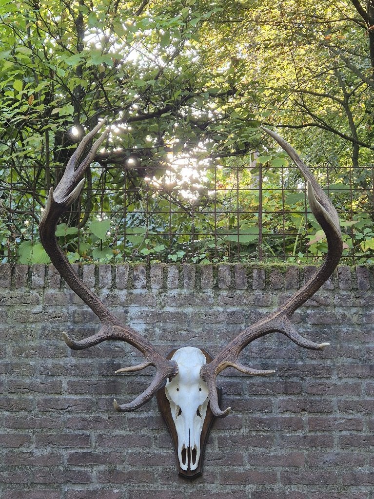 Prachtig Kapitaal Herten gewei 8.2kg Jacht Hut Mancave a15, Ophalen, Zo goed als nieuw, Hert, Gewei of Kop