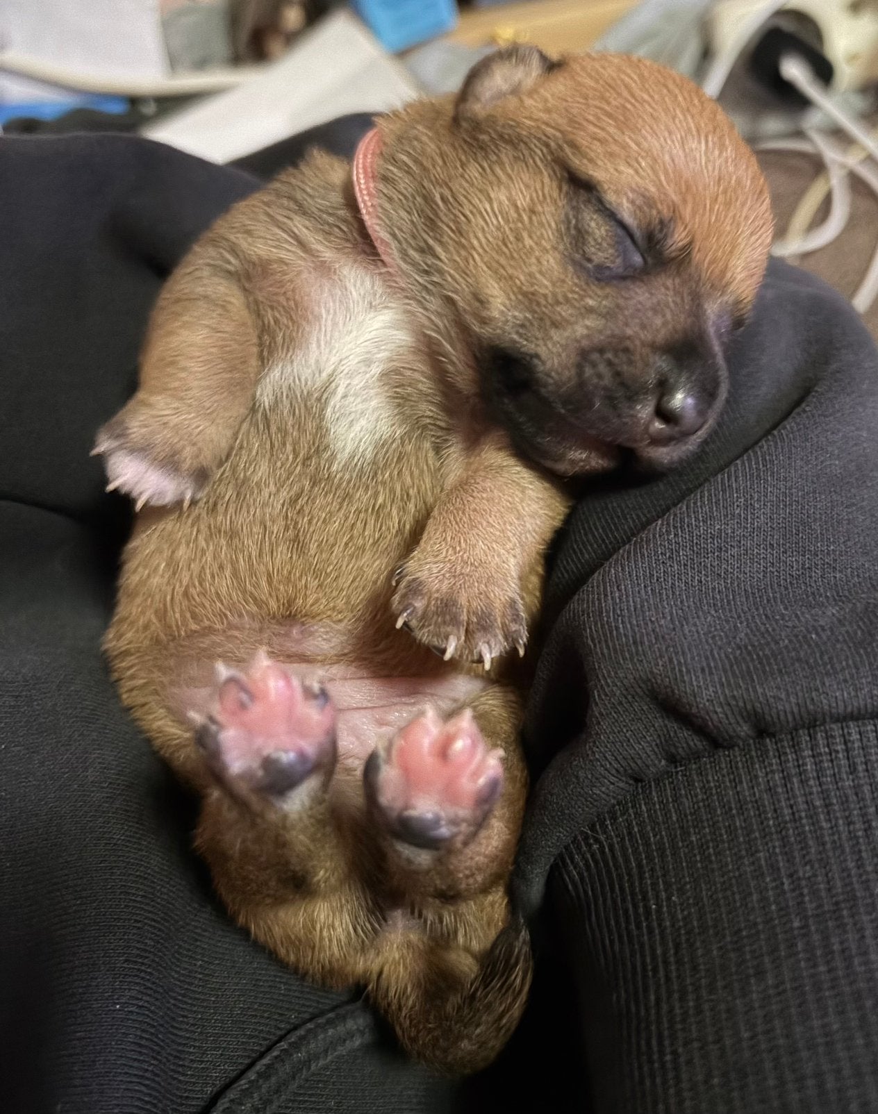 Jack Russell pups geboren 05 Oktober, CDV (hondenziekte), 8 tot 15 weken, Meerdere, Meerdere dieren