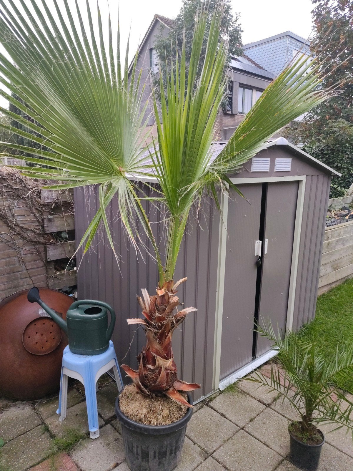 Washingtonia Robusta - Mexicaanse waaierpalm 250cm, Tuin en Terras, Overige soorten, 100 tot 250 cm, Zomer, Ophalen