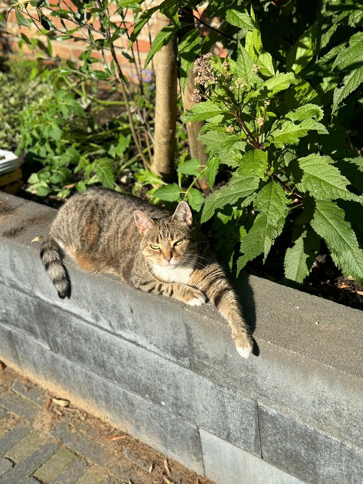 Gouden mand gezocht, Poes, Kortharig, 6 jaar of ouder