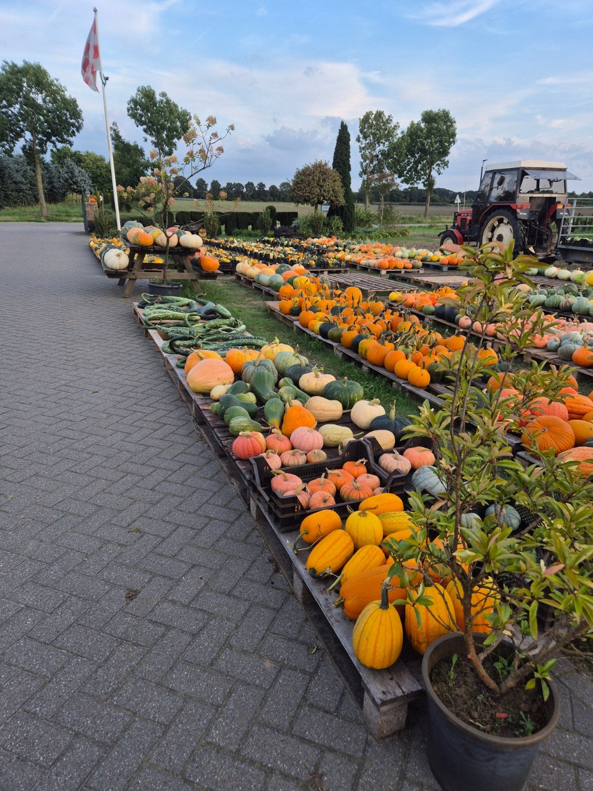 pompoenen en kalebassen, Ophalen, Volle zon, Groenteplanten, Eenjarig