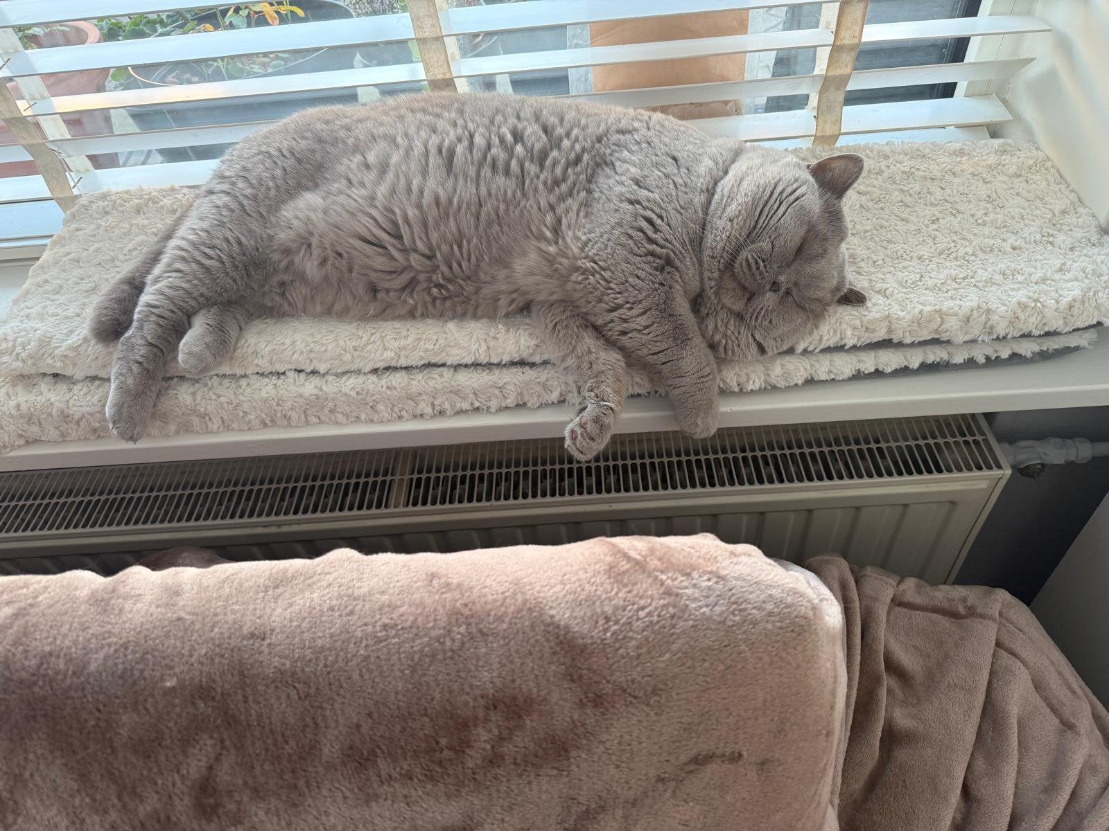 Britse korthaar, Dieren en Toebehoren, Katten en Kittens | Overige Katten, Kater