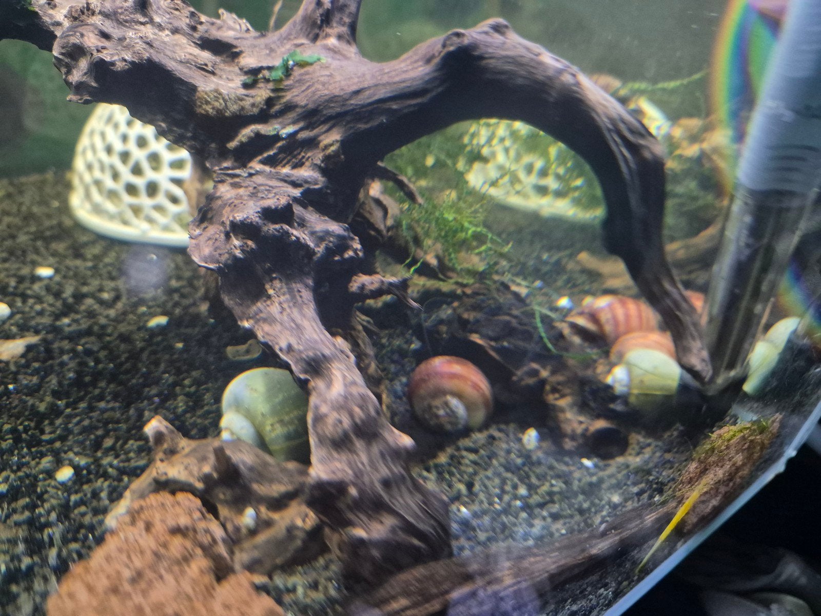 Appelslakken Aquarium, Dieren en Toebehoren, Vis
