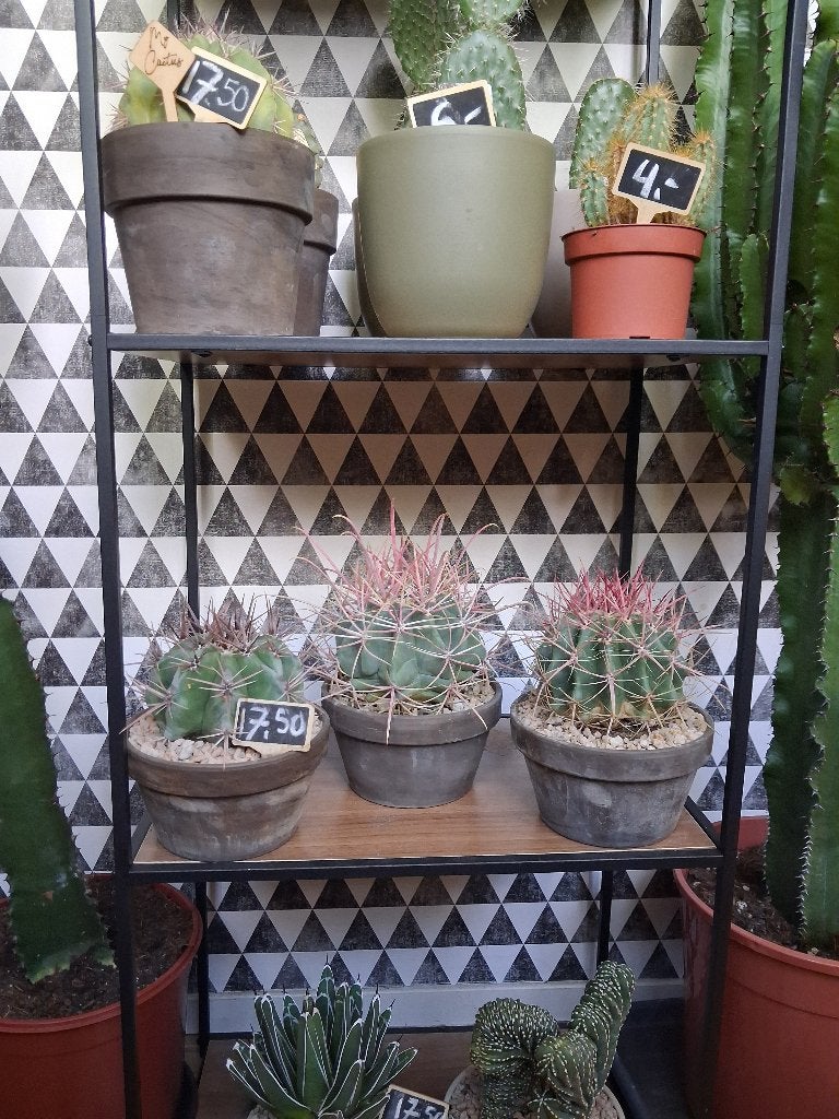 Bijzondere Cactussen in terracotta pot. 2 voor € 30,-, Huis en Inrichting, Kamerplanten, Ophalen, Cactus, Minder dan 100 cm, Volle zon