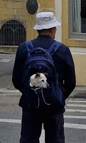 honden draagtas/rugzak, Ophalen, Zo goed als nieuw