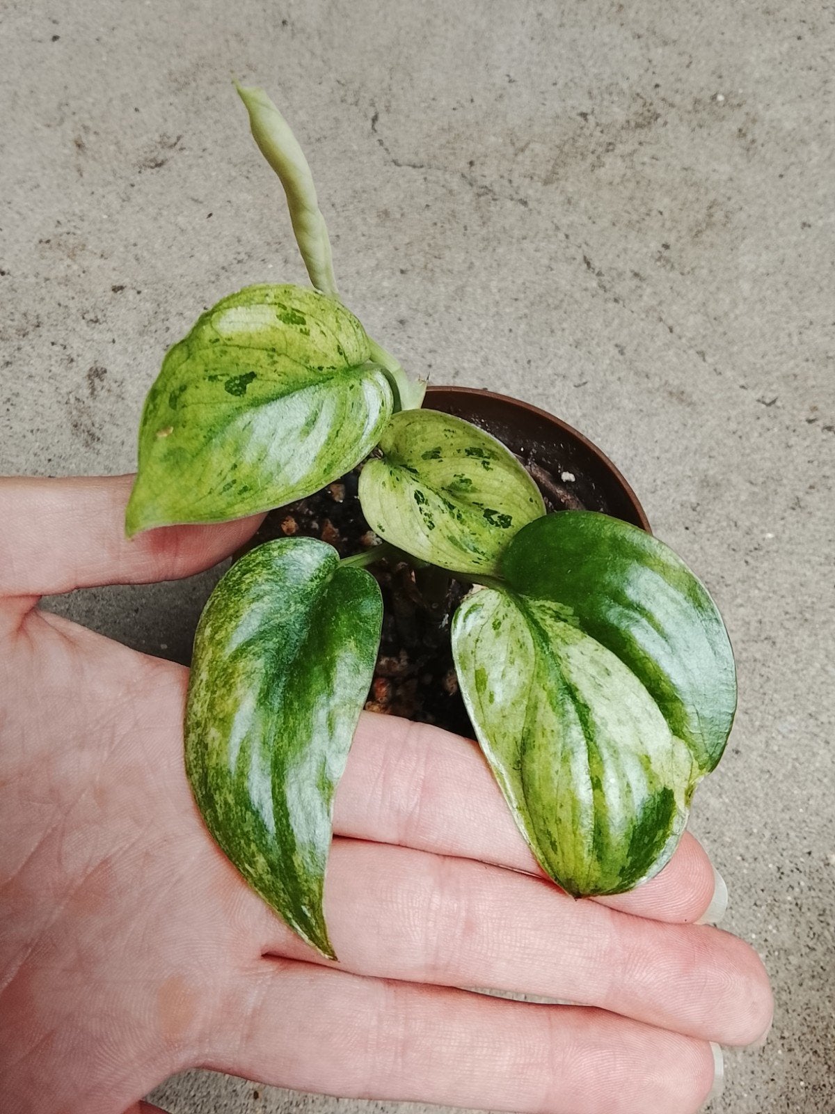 Scindapsus Grokii Mint Variegata plant, Huis en Inrichting, Kamerplanten, Ophalen of Verzenden, Halfschaduw, Minder dan 100 cm