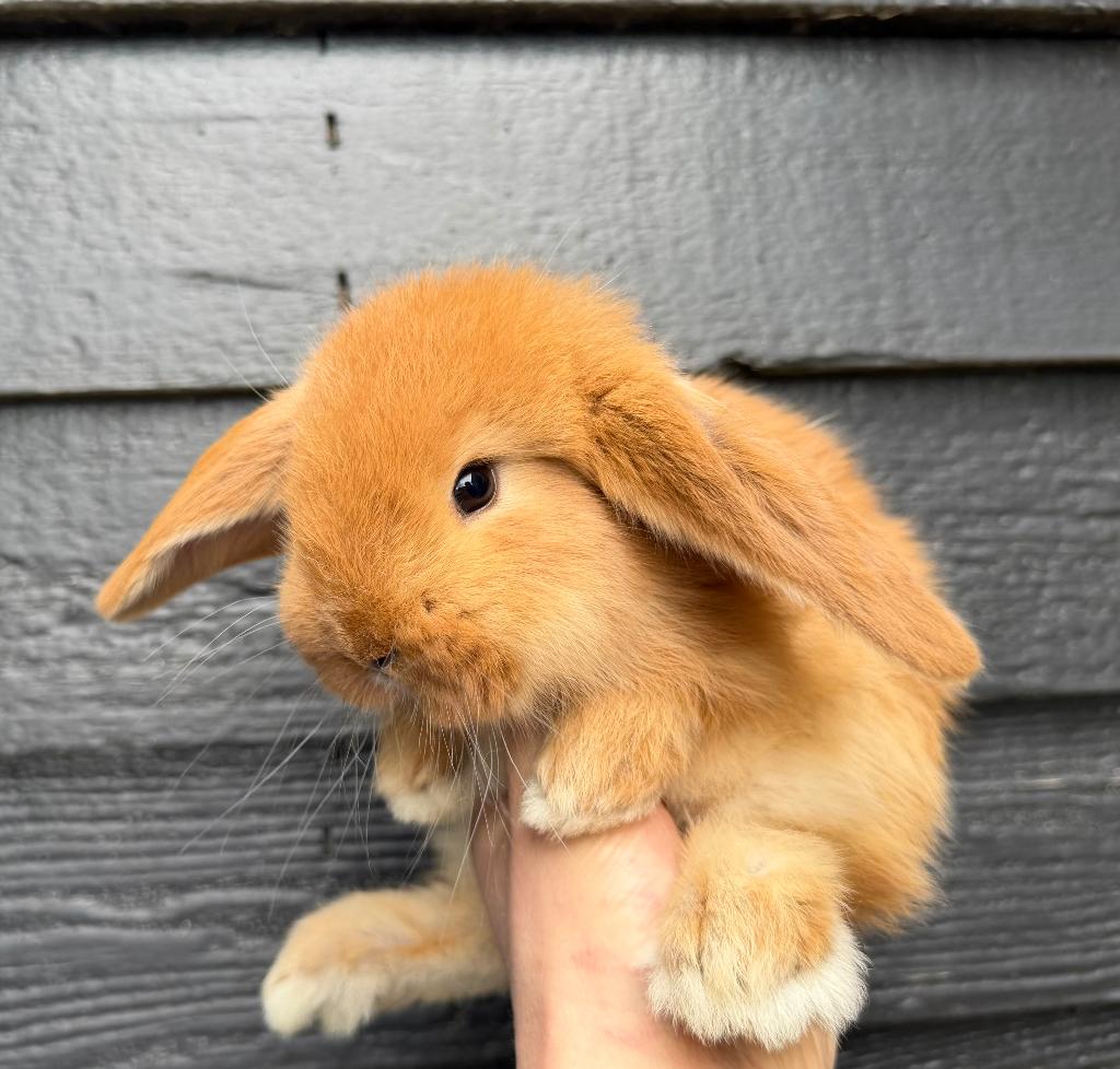Raszuivere jonge Franse Hangoor koppels van zorgboerderij, Dieren en Toebehoren, Konijnen, Groot, Meerdere dieren, 0 tot 2 jaar