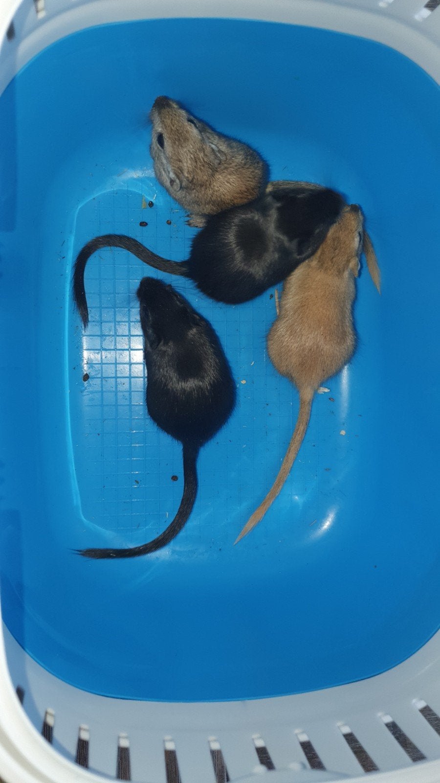baby gerbils prijs per stuk gaan als koppel weg, Augustus, Meerdere dieren, Overige typen, Tam