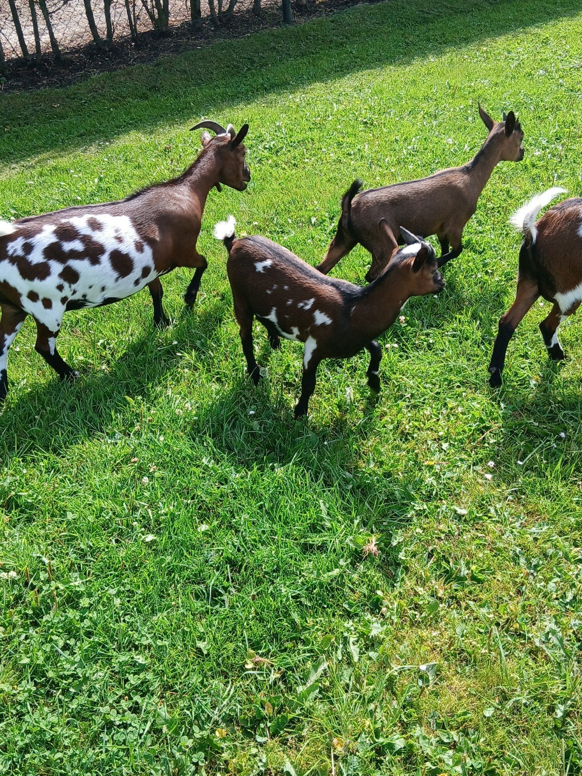 bruinbont dwergbokje, Mannelijk, Schaap