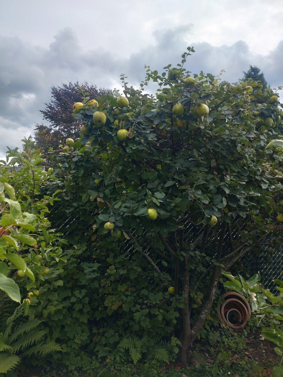 biologische kweeperen, Tuin en Terras, Bloeit niet, Overige soorten, Minder dan 100 cm, Ophalen
