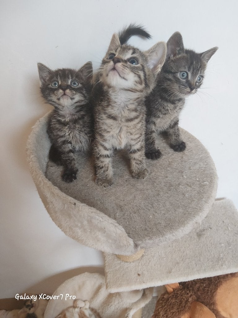 Kittens, Meerdere dieren, Kortharig, 0 tot 2 jaar