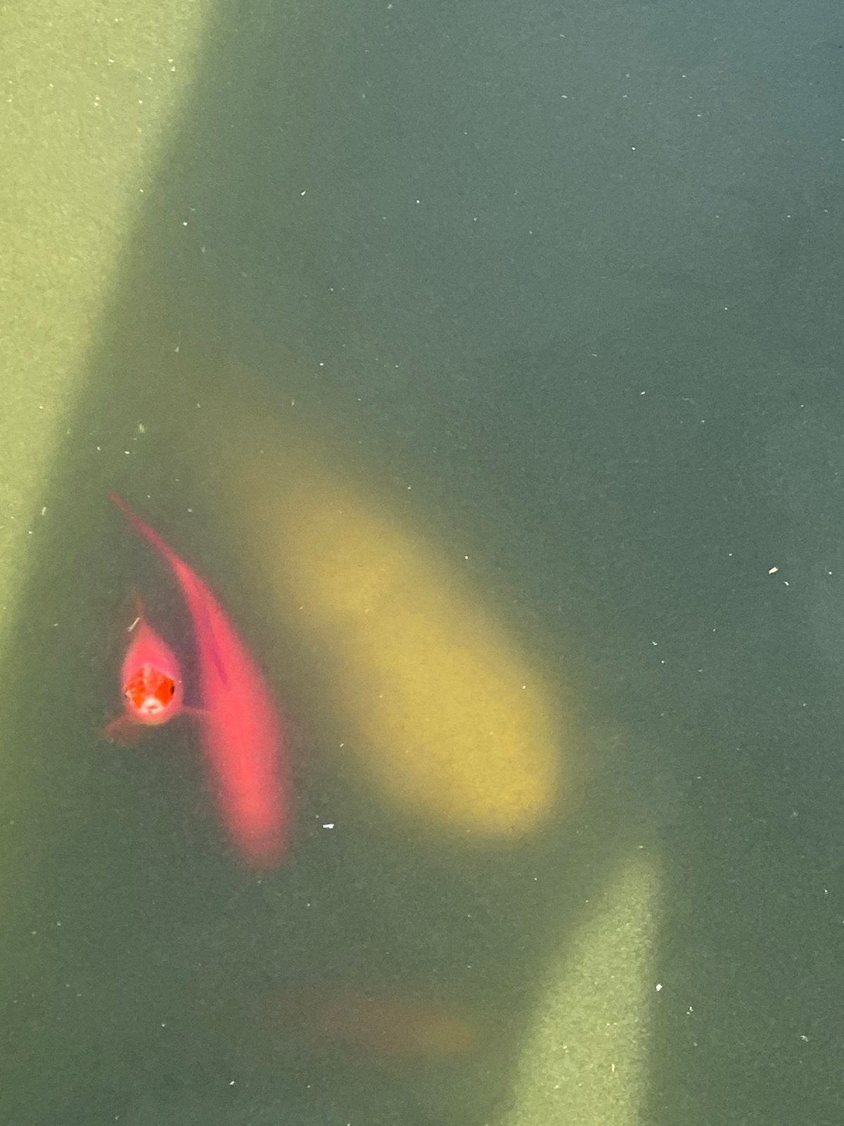Albino graskarpers 20 p. Stuk, Dieren en Toebehoren, Karper of Koi