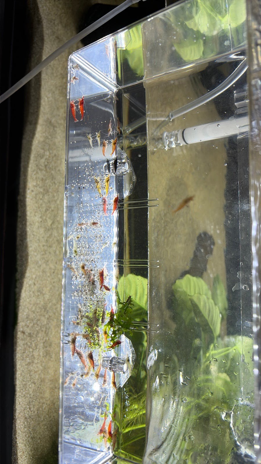 Complete groep Neocaridina garnalen te koop